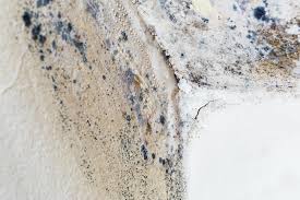 Best Environmental Consulting for Mold Prevention  in Hallsville, MO